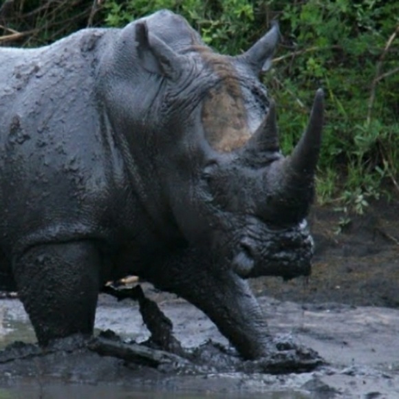 dirtyrhino